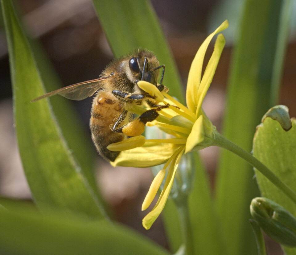 Ei honningbie hentar pollen i ein gulstjerneblomst. Denne vesle vårplanten finn du gjerne i lag med kvitveis i skogen, men er du heldig, kan han vekse i fuktigare delar av plenen.