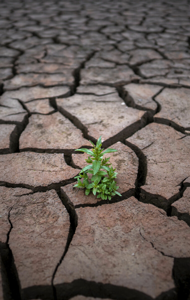 FILE - A plant is photographed on a cracked earth after the water level has dropped in the Sau reservoir, about 100 km (62 miles) north of Barcelona, Spain, on April 18, 2023. Drought-stricken Spain says last month was the hottest and driest April since records began in 1961. The State Meteorological Agency said Monday May 8, 2023 the average daily temperature was 14.9 degrees Celsius (58.8 Fahrenheit). That is 3 degrees Celsius above the average. AEMET said average maximum temperatures during the month were up by 4.7 C. (AP Photo/Emilio Morenatti, File)