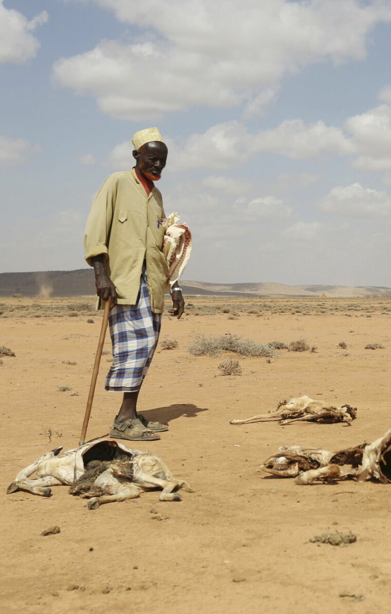 A man looks at the carcasses of animals that died due to the El Nino-related drought in Marodijeex town of southern Hargeysa, in northern Somalia's semi-autonomous Somaliland region, April 7, 2016. Picture taken April 7, 2016. REUTERS/Feisal Omar