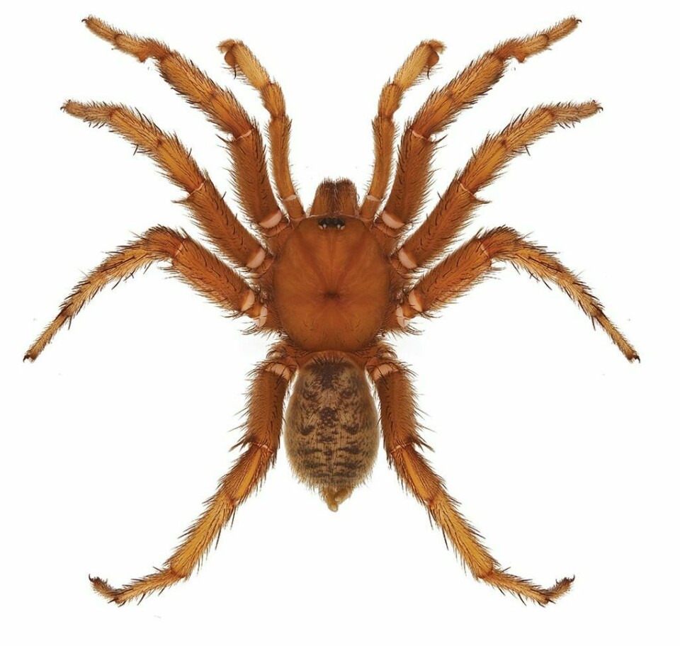 Det er også flere dyr og insekter som er oppkalt etter kjendiser. Denne edderkopper er oppkalt etter Barack Obama og heter Aptostichus barackobamai.