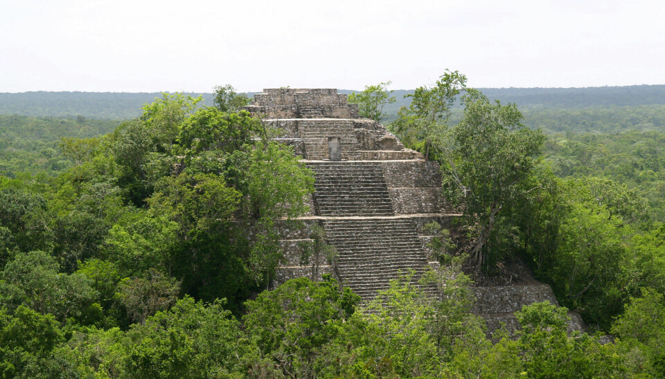 En overgrodd Maya-pyramide i byen kalt Calakmul i det sørlige Mexico. Denne byen ble forlatt under Maya-rikets kollaps.
