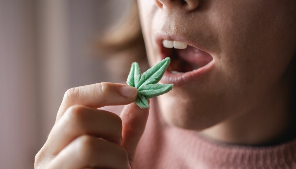 Dette er, ifølge forskerne, første gang cannabis solgt i vanlige utsalg er testet på smertelindring. – Det er viktig å vite hva du putter inn i en kropp som er syk, advarer norsk forsker.