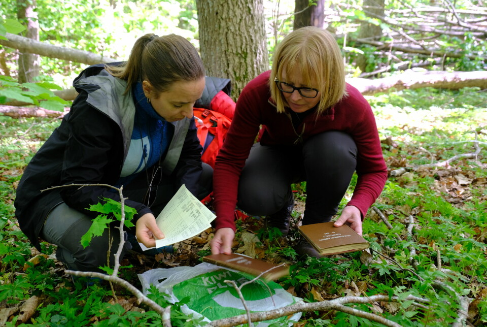 Fjugstad i nærheten av Horten er Skandinavias største sammenhengende askeskog. Her ble askeskuddsyken først oppdaget i 2008.
