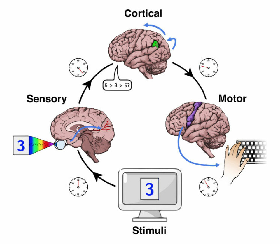 Først stimuli og sensorisk oppfatning, deretter prosesseringen, der det blir tatt en beslutning, og til slutt den motoriske responsen når man faktisk beveger seg.