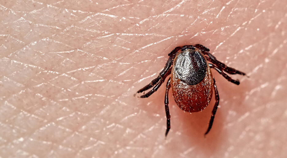 Første vaksine mot borreliose testes i Sverige