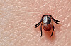 Borrelia Vaksine