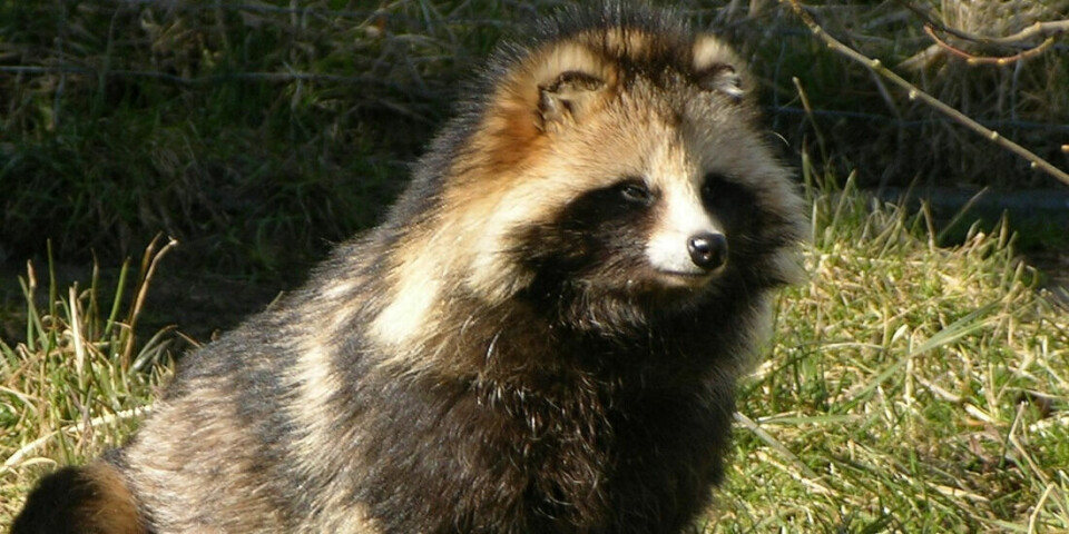 Close up of a racoon dog in the wild.