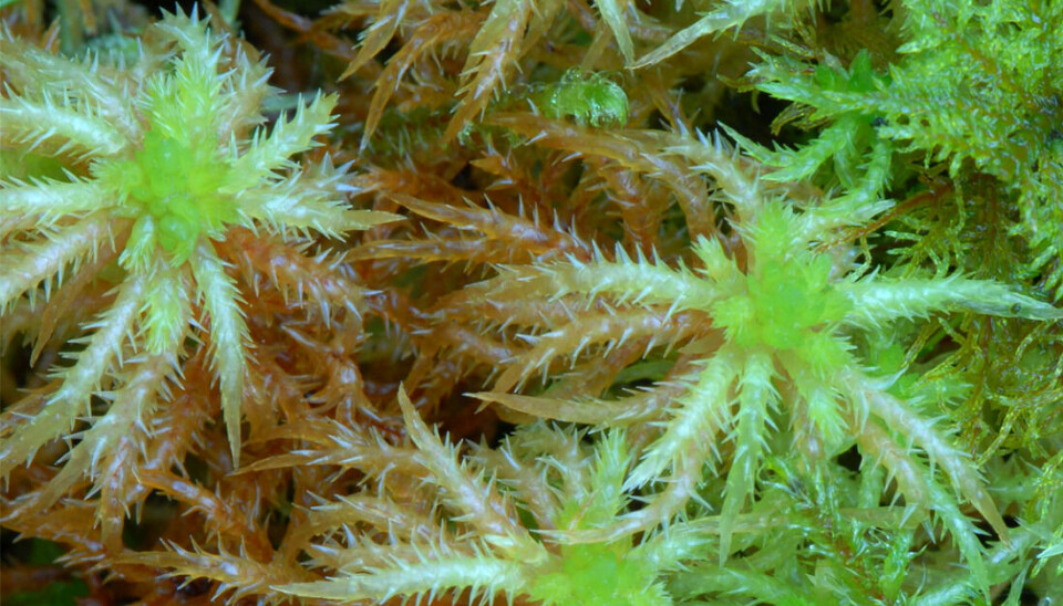 Close up of spiky bog-moss.