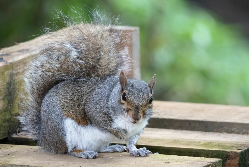 The North American grey squirrel. This critter can displace Norway’s native red squirrel if it comes to the country. It’s already happened in the United Kingdom.