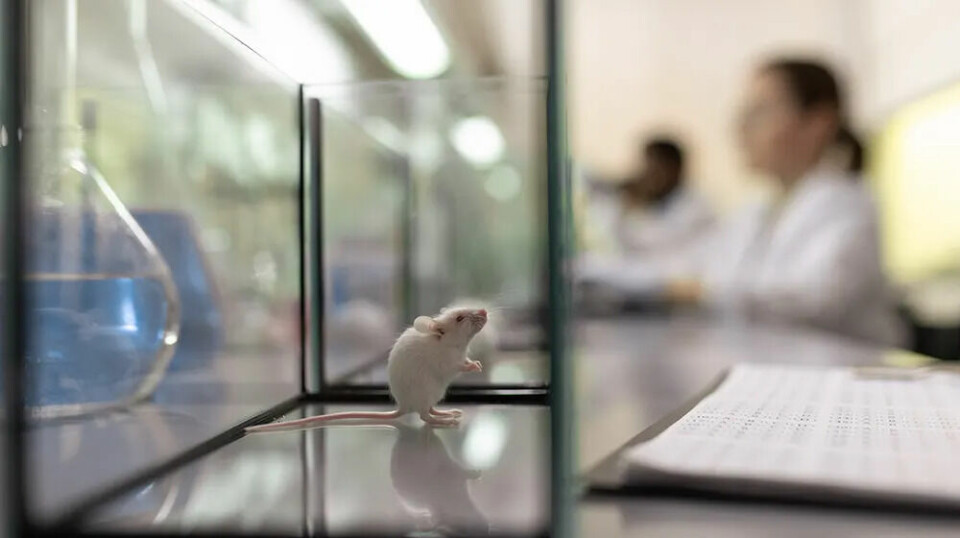 A white mouse in a glass cage with researchers in white coats sitting in the background.