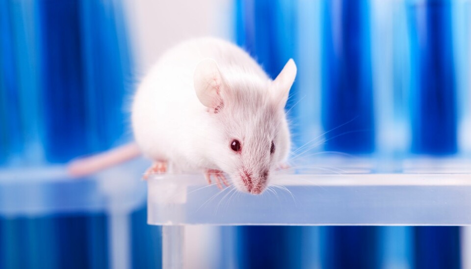 En gel som inneholder både kreftmedisin og antistoff hadde god effekt mot hjernekreft i mus.