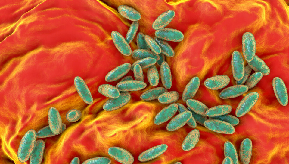 Illustrasjon som skal vise Y. pestis-bakterien.