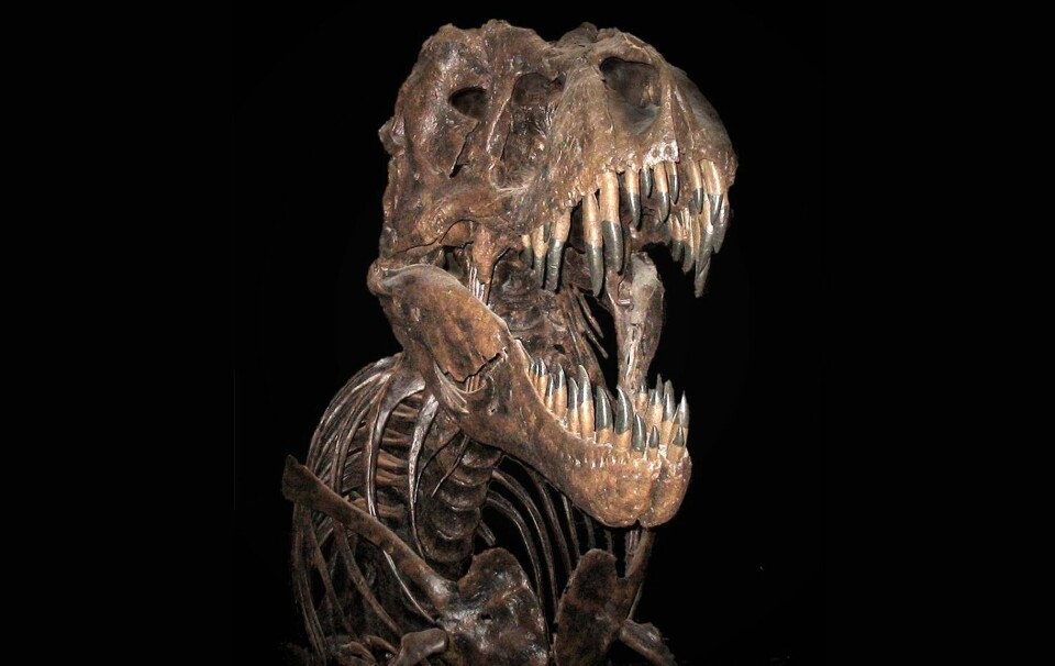 Hodet til T. rex kunne bli over 1,5 meter langt. Tennene kunne være 30 centimeter lange. Denne står hos museet Smithsonian i USAs hovedstad Washington.