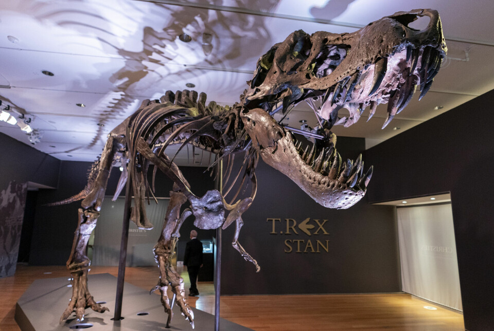 Stan er 67 millioner år gammel og antakelig verdens best bevarte fossil av en Tyrannosaurus rex. I 2020 ble han solgt for 350 millioner kroner til en ukjent kjøper. Magasinet National Geographic fant ut at Stan var blitt sendt til De arabiske emirater. Der kan han bli stilt ut på et nytt museum som skal åpne i 2025 med de aller sjeldneste tingene som er funnet på Jorda. Naturhistorisk museum i Oslo har utstilt en kopi.