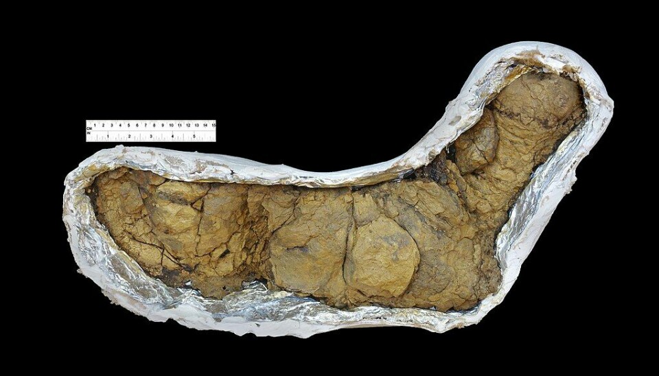 Denne bæsjen etter en Tyrannosaurus rex er over en halv meter lang. Den ble funnet i Sør-Dakota i USA.