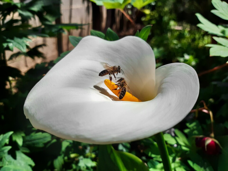 Analogien om blomster og bier er velbrukt for å fortelle om vårt forplantningssystem, men naturen er full av variasjon.
