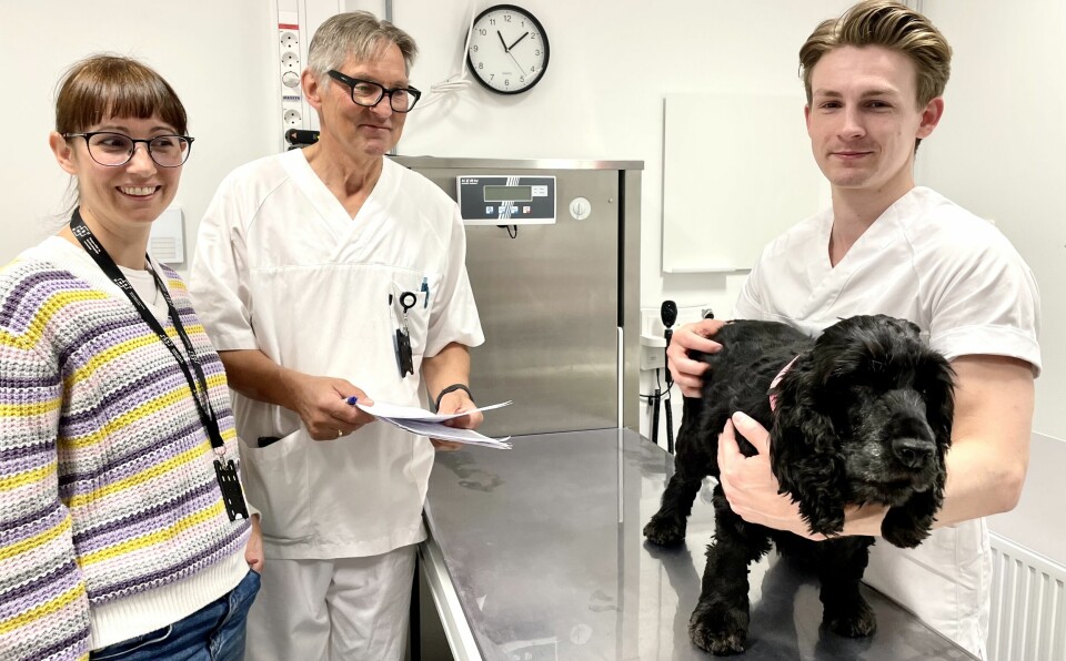 Seniorforsker Francesca Gatti fra Alv B AS, Lars Moe og doktorgradsstipendiat Mikael Kerboeuf ved NMBU med hunden Joy rett før hun skal få sjette og siste behandling.