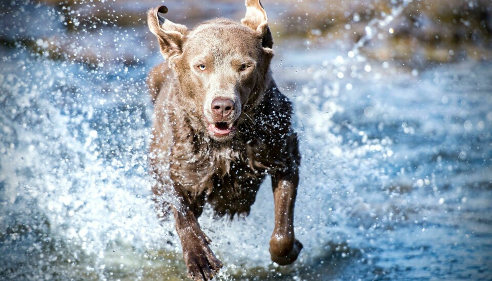 Hund løper i vann