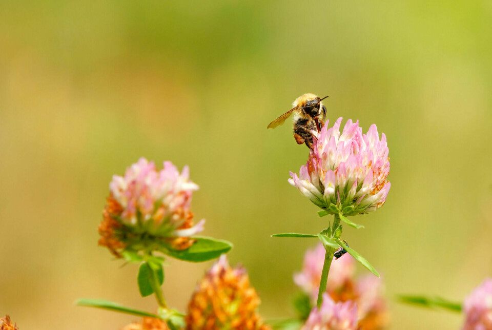 Humler og bier får i seg mindre mat når de er utsatt for insektmidler.