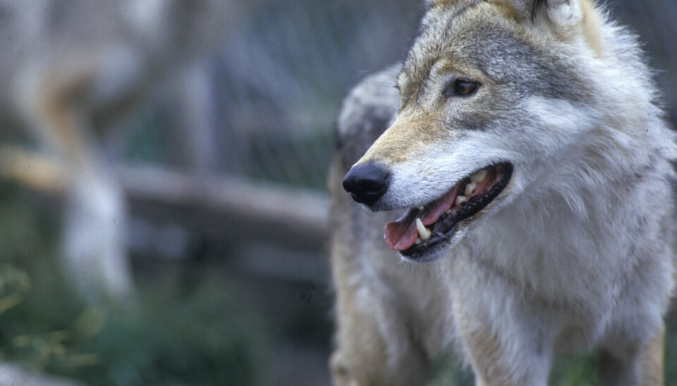 Det ble registrert færre ulver i Skandinavia i vinter enn året før.