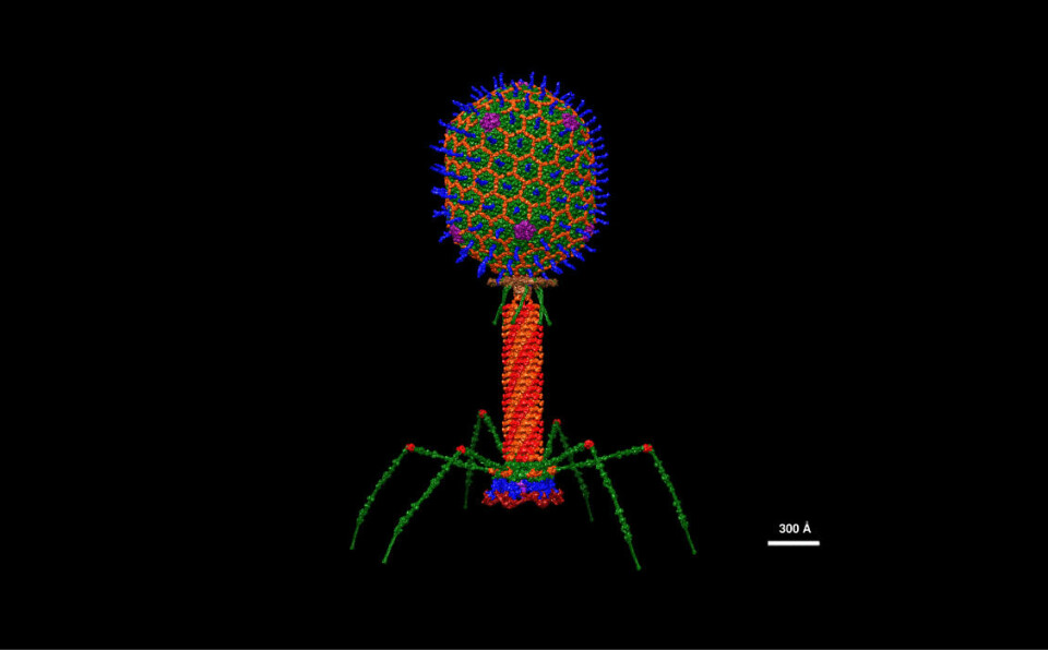 Ny studie avslører at det er en sammenheng mellom å leve lenge og ha mange ulike virus i tarmen, såkalte «bakteriofager». Noen av dem ser ut som noe fra verdensrommet. Her ser vi en T4, som er en art av bakteriofager.