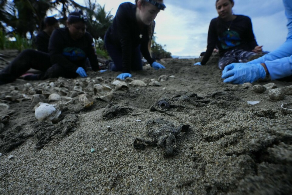 Døde unger av lærskilpadder ligger på en strand i Armila i Panama. Medlemmer av The Leatherback Project studerer dyrene, som er svært sårbare. Nå har Panama vedtatt en lov som gir dem rett til å leve i et miljø fritt for forurensning og andre skadelige påvirkninger forårsaket av mennesker.