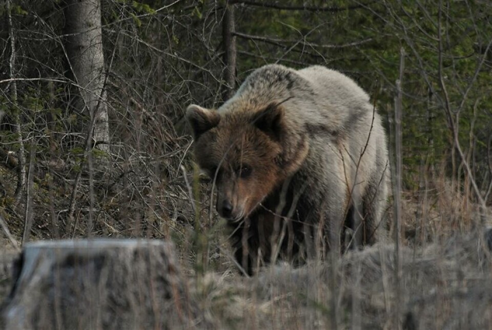 Hannbjørnen, også registrert med navnet HE258, ble fotografert mens den var innom Gran kommune.