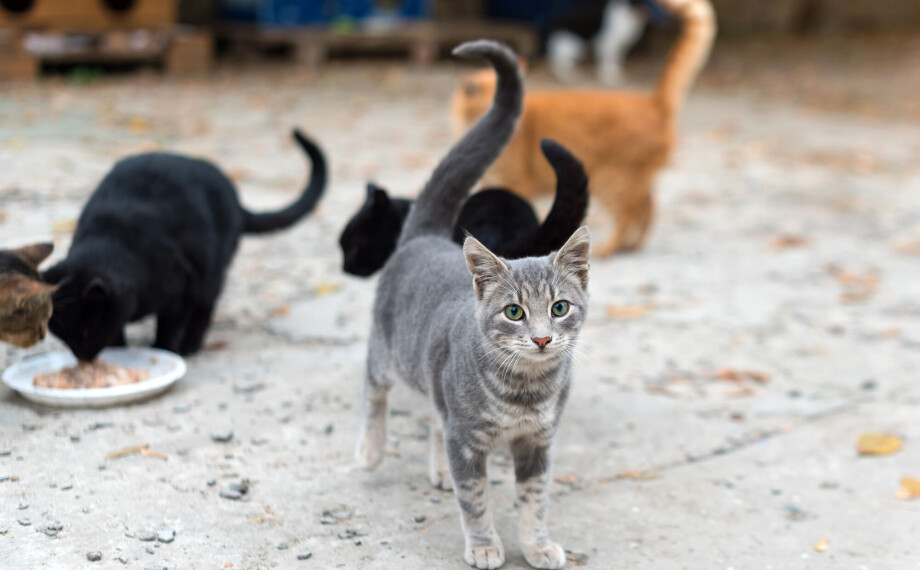 Katter med fugleinfluensa ble kurert i USA