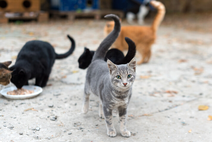 Katter med fugleinfluensa ble kurert i USA