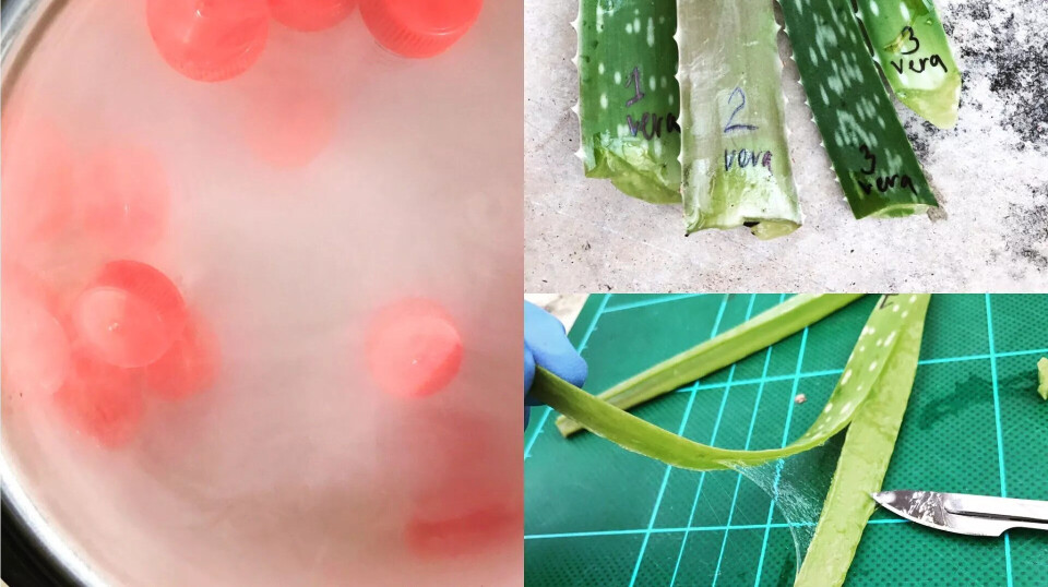 Aloe Vera-plantens gele brukes i dag som både smerte- og kløedempende mot for eksempel insektbitt og solbrenthet, men også som kosttilskudd og i hudpleie.