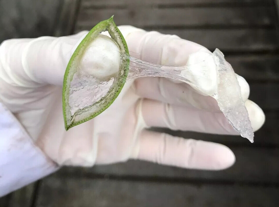 Gel fra Aloe Vera.
