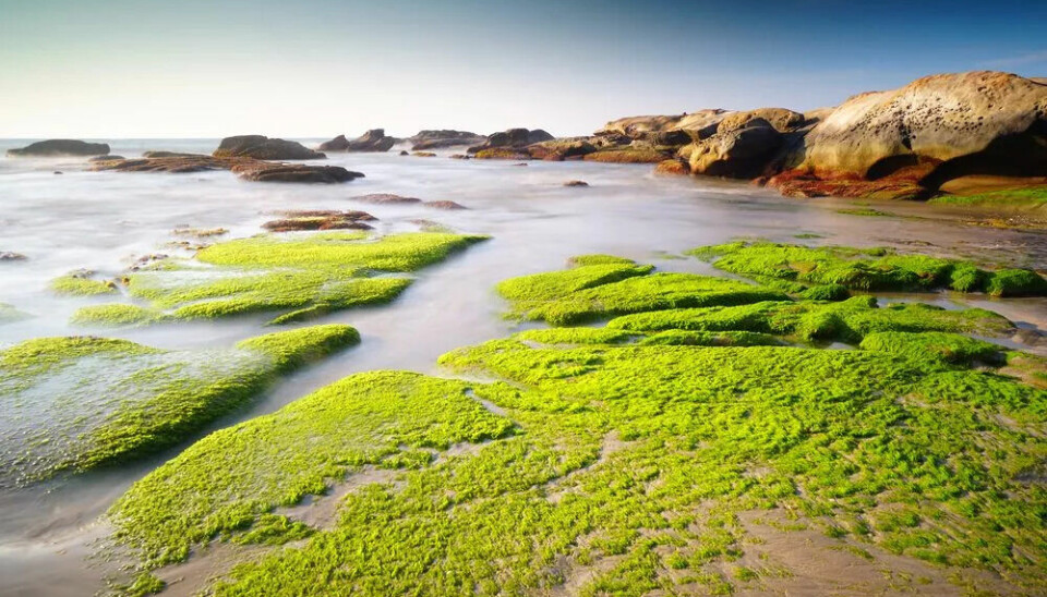 For mange næringsstoffer i havet, som særlig kommer fra landbruk, får alger til å stortrives, sier professor.