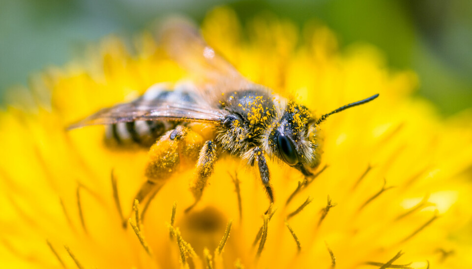 En bie med masse pollen på seg.