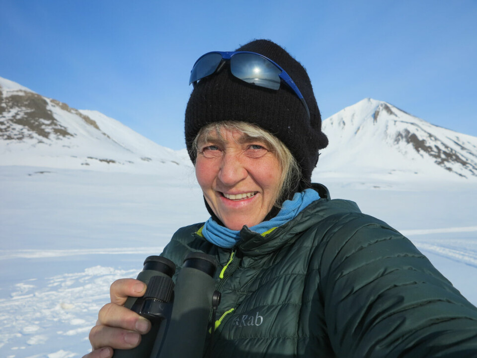 Åshild Ønvik Pedersen i Norsk Polarinstitutt, leder feltarbeidet rundt Ny-Ålesund hver april. Prosjektet foregår i samarbeid med NINA, NTNU og NMBU.