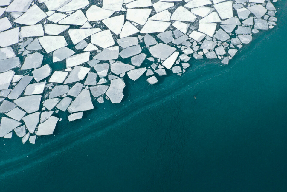 De siste 20 åra har havisen på Kongsfjorden blitt tynnere og havissesongen kortere. Det viser havisforskernes overvåkning. Når det ikke er havis som reinsdyra kan vandre ut over i dårlige vintre for å finne bedre beiter, blir de isolert i sine hjemmeområder. Bildet fra indre Kongsfjorden i slutten av april 2023.