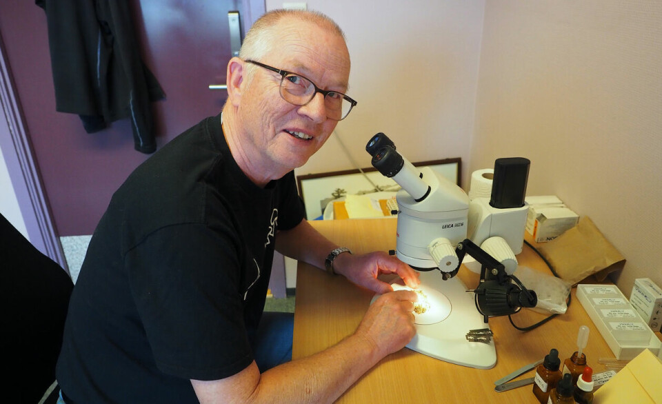 En av Norges fremste eksperter på lav, Håkon Holien, bøyer seg over mikroskopet.