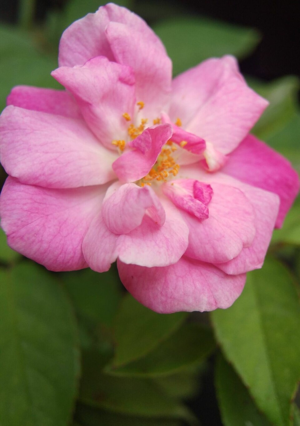 Slik ser rosen Old Blush ut, som forskerne undersøkte.