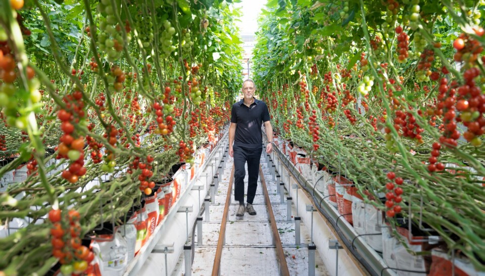 Forsker Ketil Stoknes i veksthuset der tomatene stortrives i et 100 prosent avfallsbasert vekstsystem.
