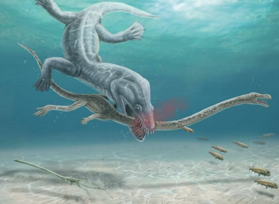 En kunstner har forestilt seg hva som kan ha skjedd med Tanystropheus-øglen, for rundt 240 millioner år siden.