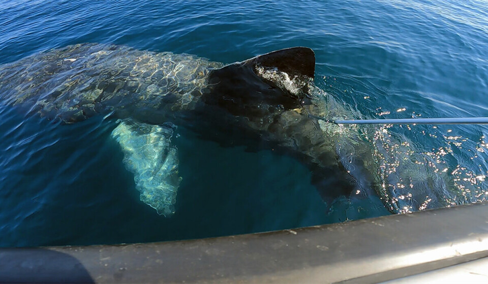 Researchers were able to tag three basking sharks in a single weekend. In one year’s time we will be able to learn more about this giant shark.