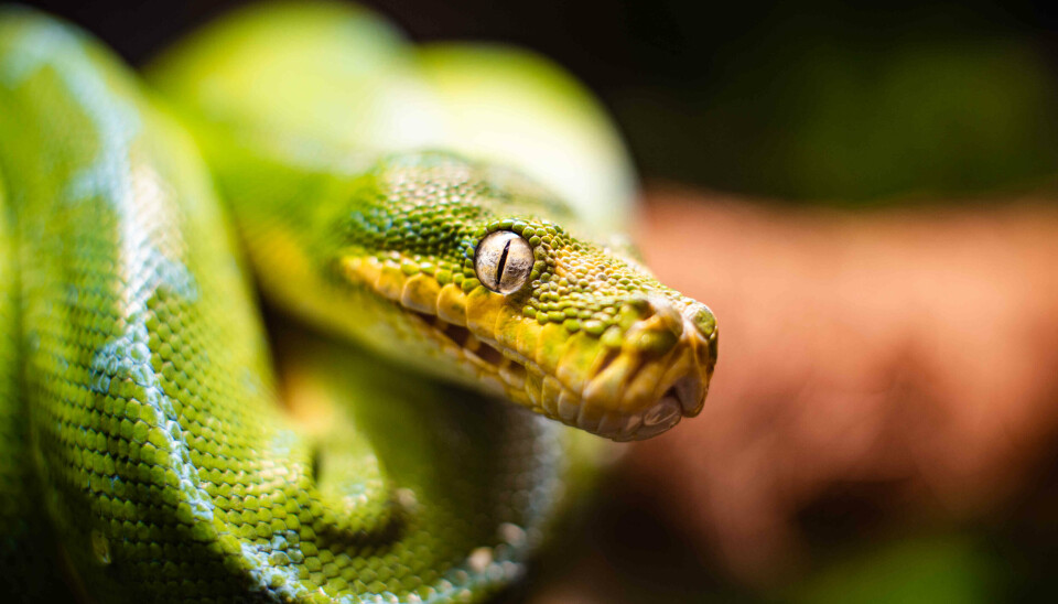 Grønn trepyton (Morelia viridis) er en slank kvelerslange som kan bli et par meter lang.