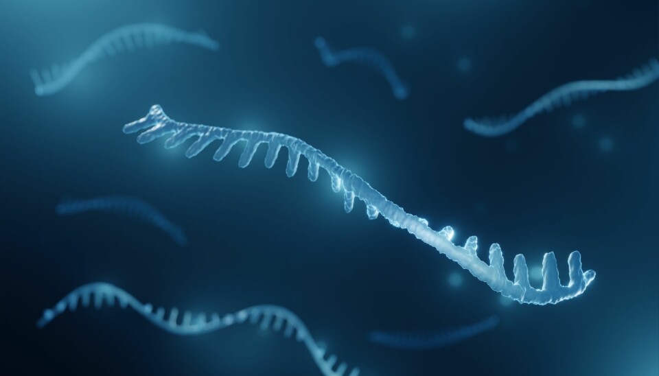 I genomet finnes det oppskrifter på mikro-RNA, små RNA-molekyler som er med på å regulere hvilke proteiner som skal lages i en celle.