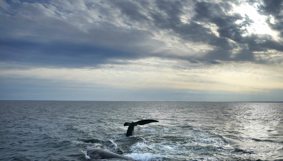 En retthval dykker i sjøen utenfor kysten av Massachusetts i USA tidligere i år. Hvis hetebølgen i Nord-Atlanteren fortsetter, kan mange arter i havet få problemer.