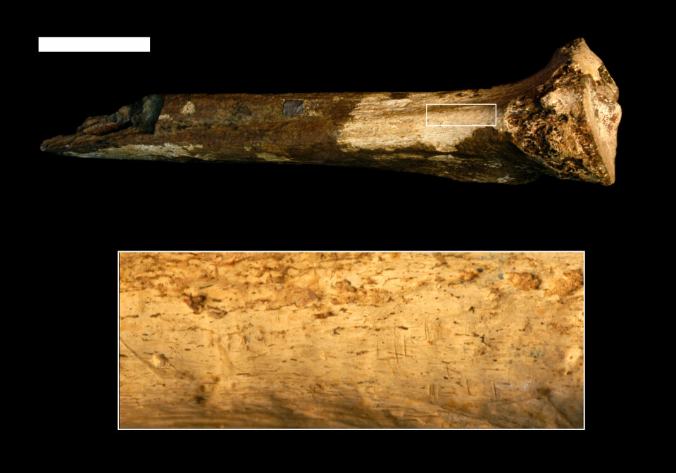 Forskerne tror dette er nesten 1,5 millioner år gamle knivmerker i beinet til et menneske. Fossilet kommer fra Turkana-området i Kenya.
