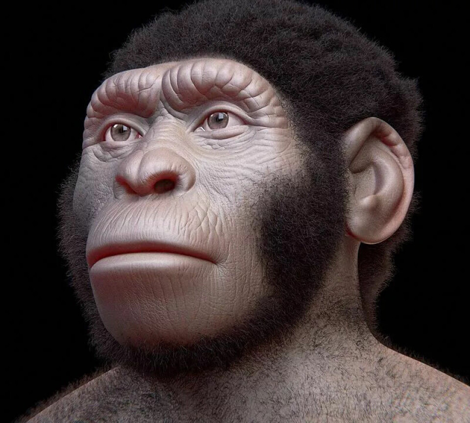 En rekonstruksjon av Homo naledi.