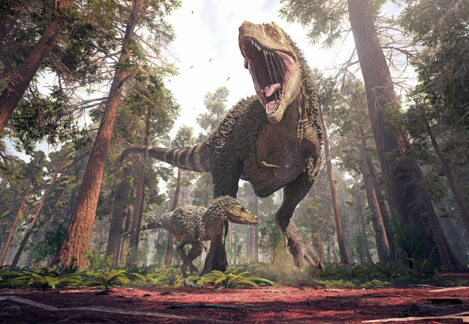 Hodet til T. rex kunne bli over 1,5 meter langt. Tennene kunne være 30 centimeter lange.