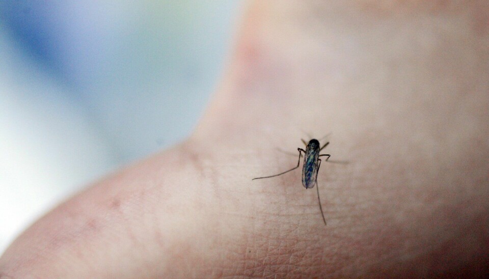 Myggen trives godt i fuktig klima. Fuktig vær er dermed godt nytt for det utskjelte insektet.