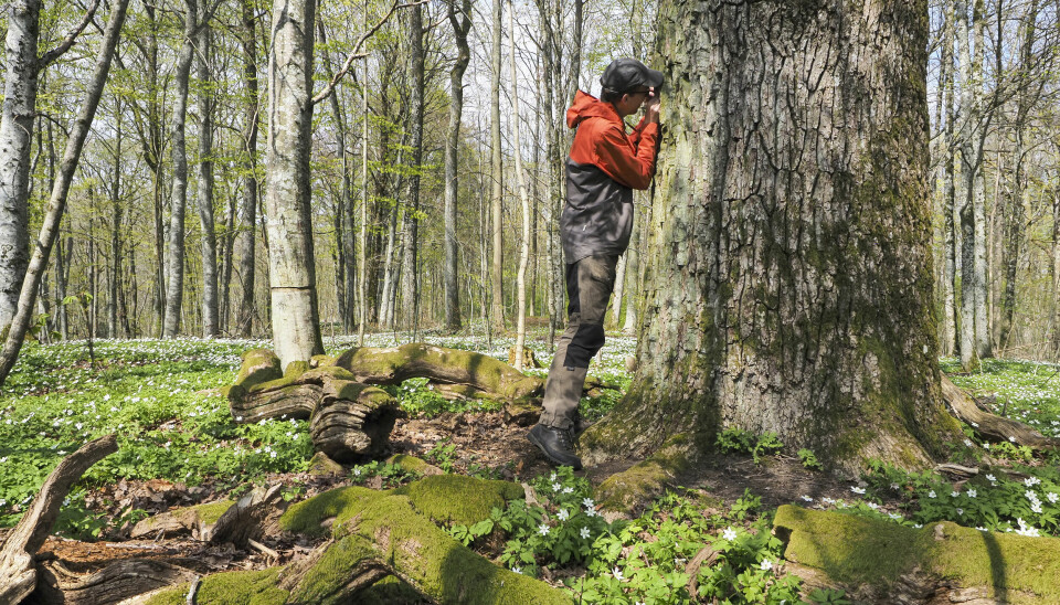 I barksprekkene på en grov eik i skog sitter en liten sårbar lavart som heter breinål (Calicium adspersum). Det er på tide at forskriften om utvalgte naturtyper også inkluderer hule eiker i produktiv skog.
