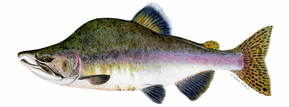 Pukkellaks er en fremmed fiskeart som er uønsket i norske fiskeelver. Arten hører naturlig hjemme i Stillehavet, men ble introdusert i elver i Nordvest-Russland fra 1950-tallet fram til år 2000.