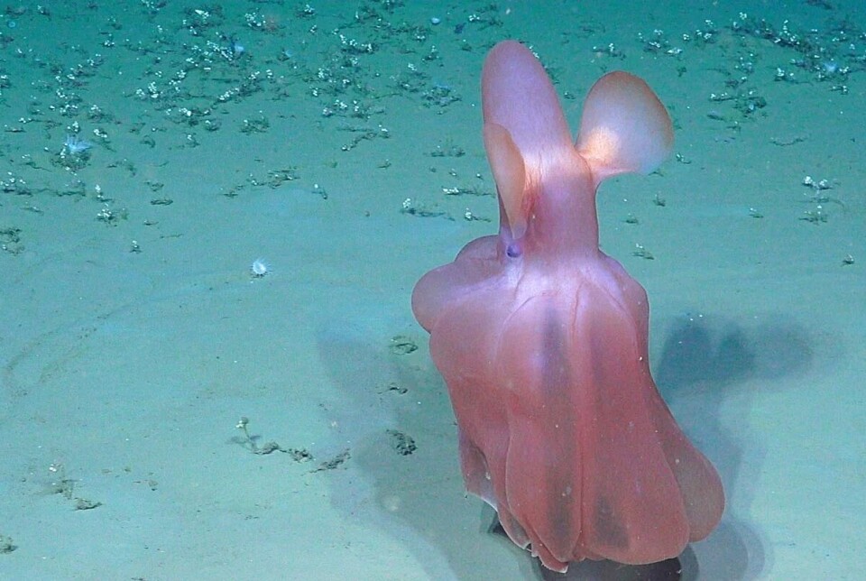 Det finnes nesten helt sikkert arter blant Grimpoteuthis-blekksprutene som aldri noe menneske har sett. Noen er bare blitt sett en eneste gang.